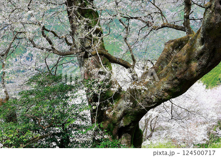 ひょうたん桜 124500717