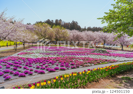 満開の赤城南面千本桜の芝桜 満開の赤城南面千本桜の芝桜 124501150