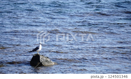 鳥類 鳥類 124501346
