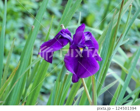 紫色の花びらが美しいハナショウブ 紫色の花びらが美しいハナショウブ 124501394