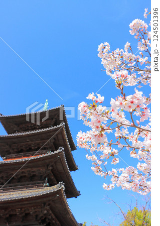 愛知県名古屋市、満開の桜と八事山興正寺五重塔の風景 124501396