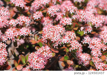 縁紅弁慶(フチベニベンケイ) or カネノナルキ 縁紅弁慶(フチベニベンケイ) or カネノナルキ 124501437