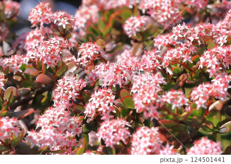 縁紅弁慶(フチベニベンケイ) or カネノナルキ 縁紅弁慶(フチベニベンケイ) or カネノナルキ 124501441