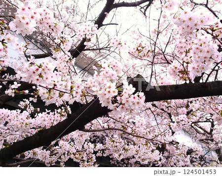 3月のさくら 124501453