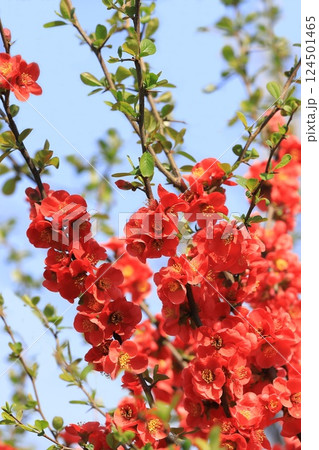 満開の赤い木瓜(ボケ)の花 満開の赤い木瓜(ボケ)の花 124501465