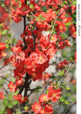 満開の赤い木瓜（ボケ）の花 124501466
