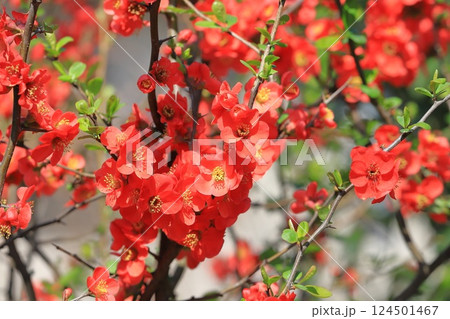 満開の赤い木瓜（ボケ）の花 124501467