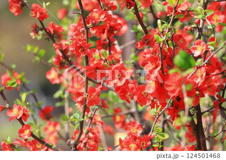 満開の赤い木瓜（ボケ）の花 124501468
