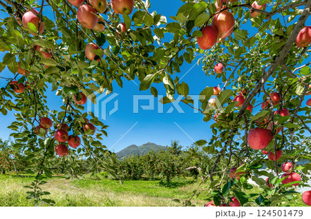 【青森県弘前市りんご】岩木山麓津軽の秋、りんご園は収穫中 【青森県弘前市りんご】岩木山麓津軽の秋、りんご園は収穫中 124501479