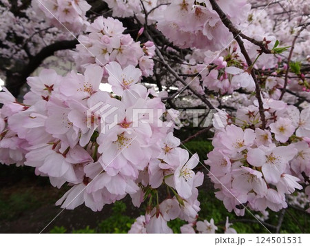 さくらの開花 さくらの開花 124501531