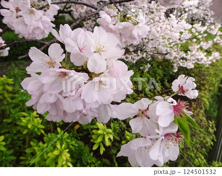 さくらの開花 さくらの開花 124501532