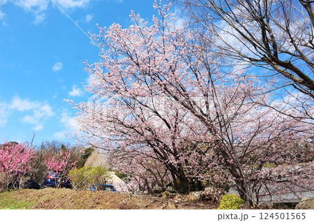 横浜市港北区・西方寺の早咲き桜「中日桜」 横浜市港北区・西方寺の早咲き桜「中日桜」 124501565