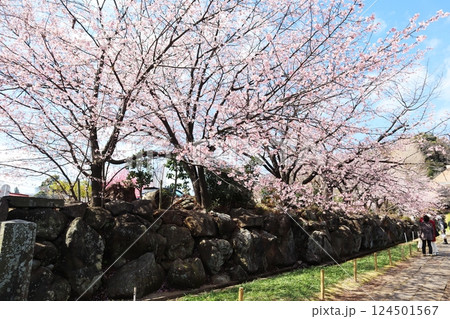 横浜市港北区・西方寺の早咲き桜「中日桜」 124501567