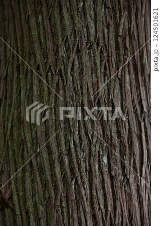 杉の木の樹皮 124501621