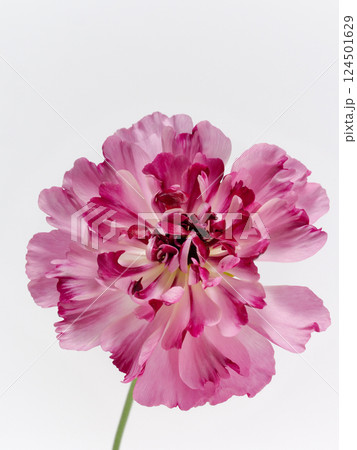 白背景にピンク色のラナンキュラス・シャルロット の花 白背景にピンク色のラナンキュラス・シャルロット の花 124501629