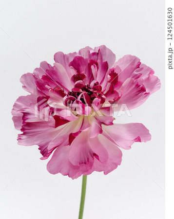 白背景にピンク色のラナンキュラス・シャルロット の花 124501630