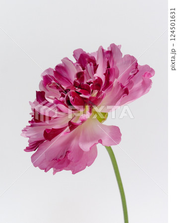 白背景にピンク色のラナンキュラス・シャルロット の花 白背景にピンク色のラナンキュラス・シャルロット の花 124501631
