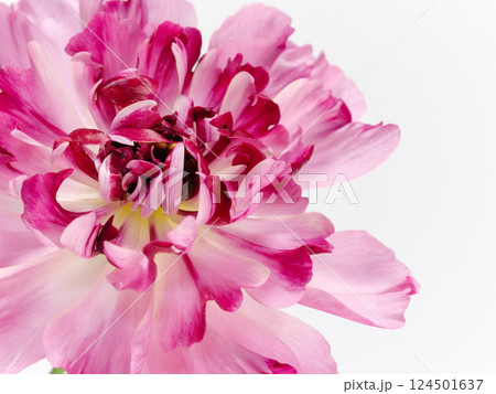 白背景にピンク色のラナンキュラス・シャルロット の花 124501637