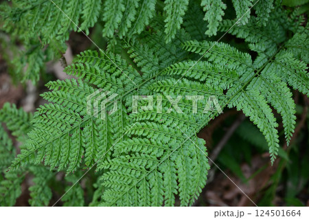 シダ植物 124501664