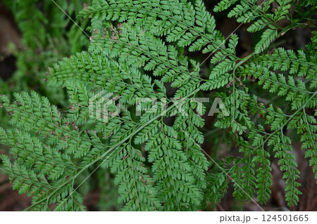 シダ植物 124501665