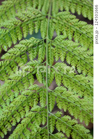 シダ植物 124501666
