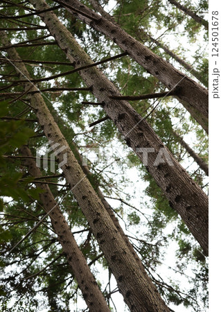 杉林 杉林 124501678