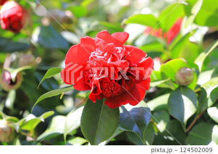 椿(ツバキ) 南蛮紅(ナンバンコウ) 椿(ツバキ) 南蛮紅(ナンバンコウ) 124502009