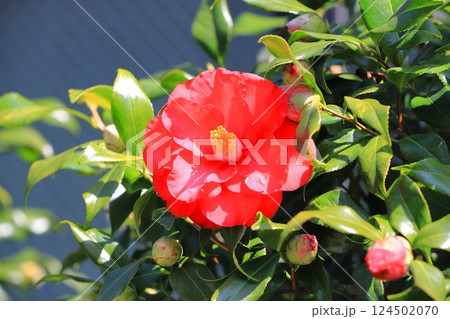 紅色のツバキの花 紅色のツバキの花 124502070