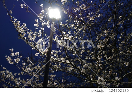 夜桜と街灯 124502180