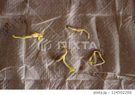 柚子の種の発芽 124502208