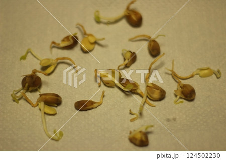 柚子の種の発芽 124502230