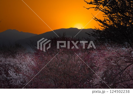 夕暮れ時の梅林公園 124502238