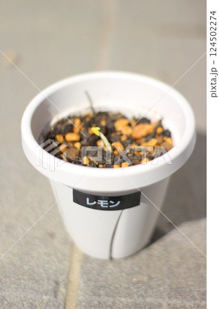 レモンの種の植え替え 124502274