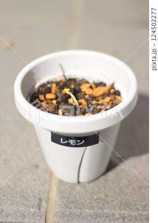レモンの種の植え替え 124502277