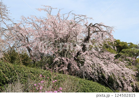 桜 桜 124502815