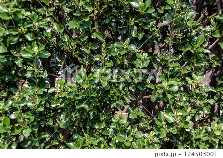 葉縁に鋸歯がるマサキ【ニシキギ科ニシキギ属】 124503001