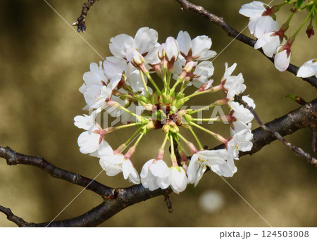 桜のリング 桜のリング 124503008