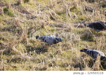 田んぼに飛んできた鳩 124503119