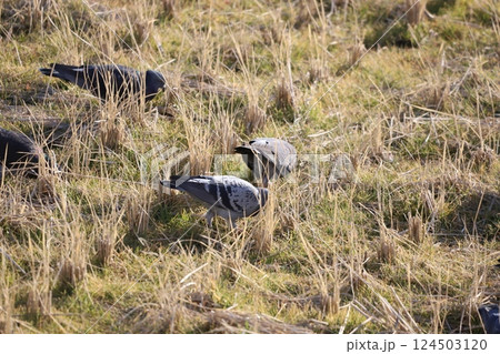 田んぼで餌を食べている鳩 田んぼで餌を食べている鳩 124503120