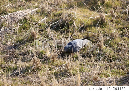 田んぼで餌を食べている鳩 田んぼで餌を食べている鳩 124503122