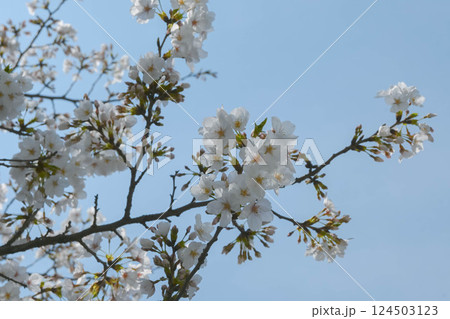 神田川 早稲田面影橋、都電早稲田電停付近の桜 神田川 早稲田面影橋、都電早稲田電停付近の桜 124503123