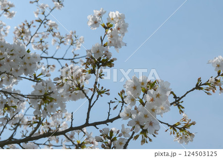 神田川　早稲田面影橋、都電早稲田電停付近の桜 124503125