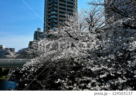 神田川　早稲田面影橋、都電早稲田電停付近の桜 124503137