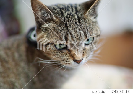 考え事をしているねこ 124503138