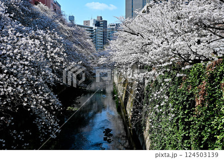 神田川　早稲田面影橋、都電早稲田電停付近の桜 124503139