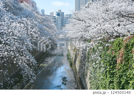 神田川 早稲田面影橋、都電早稲田電停付近の桜 神田川 早稲田面影橋、都電早稲田電停付近の桜 124503140