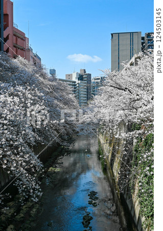 神田川 早稲田面影橋、都電早稲田電停付近の桜 神田川 早稲田面影橋、都電早稲田電停付近の桜 124503145