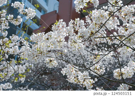 神田川 早稲田面影橋、都電早稲田電停付近の桜 神田川 早稲田面影橋、都電早稲田電停付近の桜 124503151