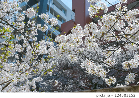 神田川 早稲田面影橋、都電早稲田電停付近の桜 神田川 早稲田面影橋、都電早稲田電停付近の桜 124503152