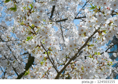 神田川 早稲田面影橋、都電早稲田電停付近の桜 神田川 早稲田面影橋、都電早稲田電停付近の桜 124503155